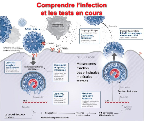 Comprendre l'infection et les tests en cours Comprendre l'infection et les tests en cours
