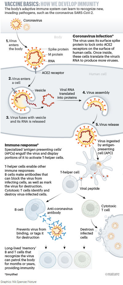 Vaccine basics: how to develop immunity Vaccine basics: how to develop immunity