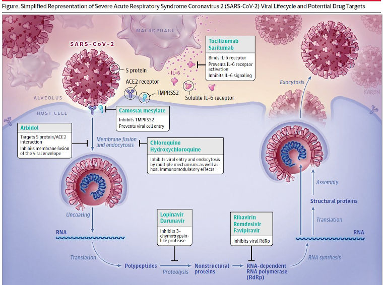 Respiratory syndrome coronavirus